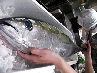 キメジマグロ 3.JPG