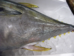 キメジマグロ 2.JPG