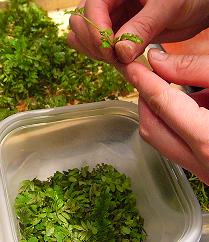 木の芽2011 005.JPG