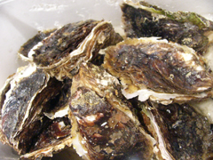 浦村産　岩牡蠣.JPG